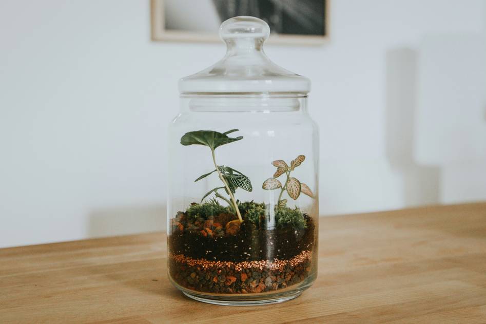 Lush moss-filled glass terrarium with ferns and pebbles on wooden table